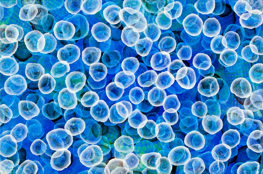 Aqueous Pulse III - Abstract Sealife Painting