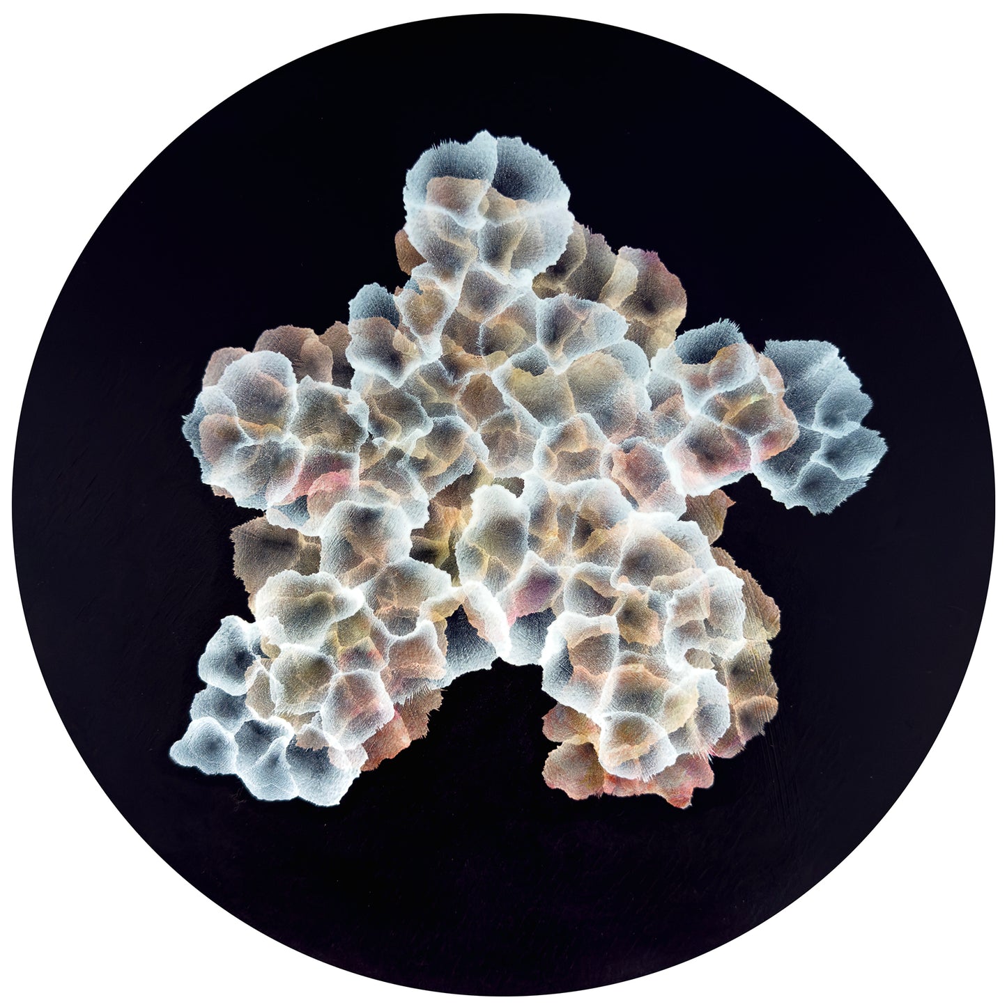 Bio Sphere – Rockpool Bloom II Original Ocean Art Painting on Round Panel