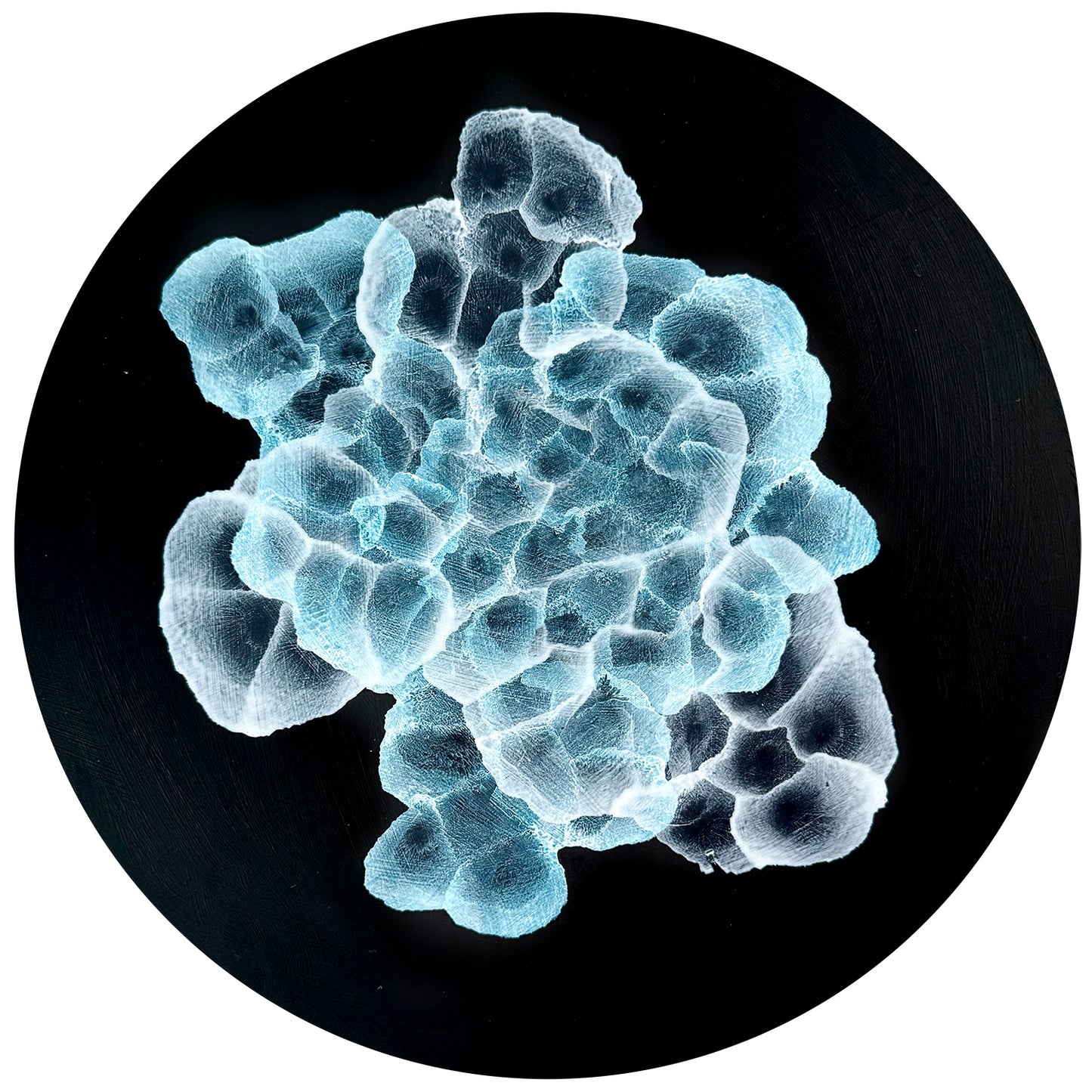 Bio Sphere – Rockpool Bloom III Original Ocean Art Painting on 30cm Round Wood Panel
