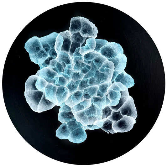 Bio Sphere – Rockpool Bloom III Original Ocean Art Painting on 30cm Round Wood Panel