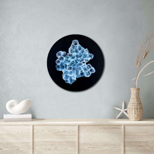 Bio Sphere – Rockpool Bloom Original Ocean Art Painting on Round Panel